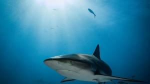 Шведската брегова охрана започна разследване след като множество мъртви акули