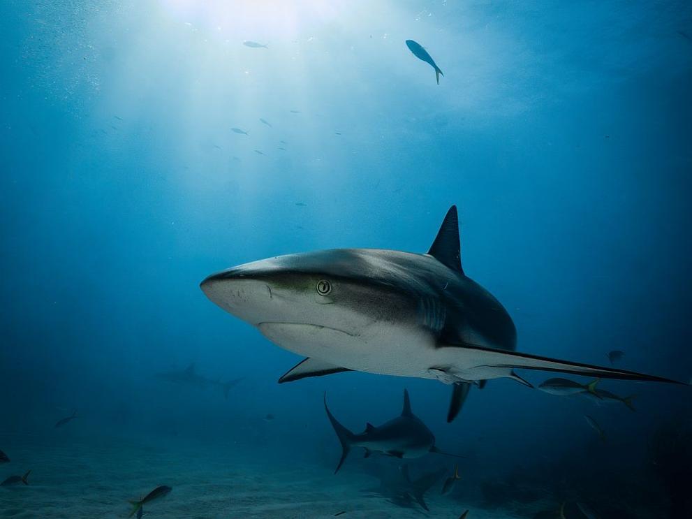 Шведската брегова охрана започна разследване, след като множество мъртви акули