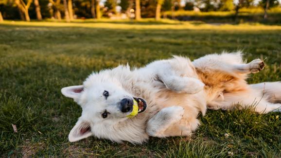 8 забавни активности, чрез които и тренираме кучето си