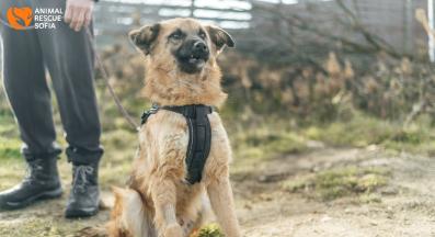 бездомно куче