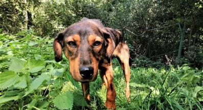 бездомно куче