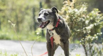 бездомно куче