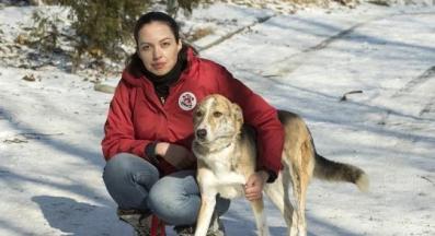 бездомно куче