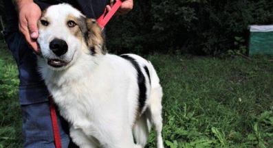 бездомно куче