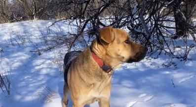 бездомно куче