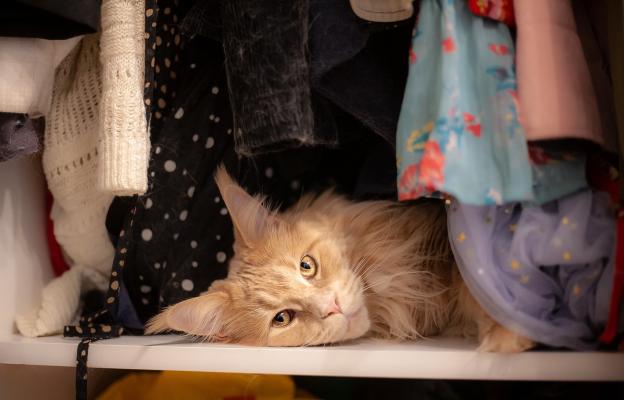 котка скрита в дрехи