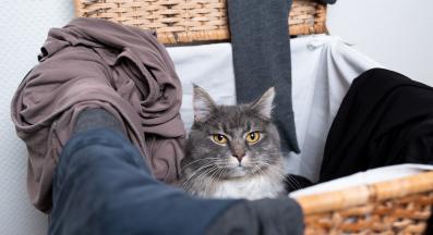 котка скрита в дрехи