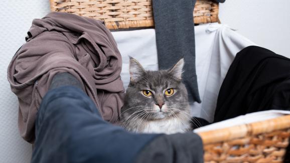 Какво прави мръсното пране толкова привлекателно за котките