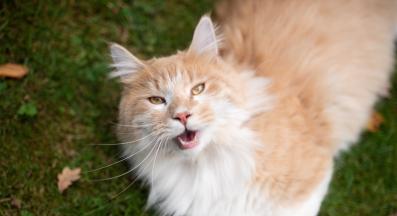 котка с отворена уста