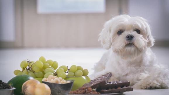 Кои плодове и зеленчуци да не даваме на кучето си