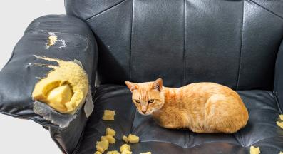 котка със скъсан диван