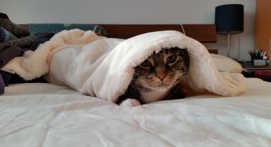 котка под одеяло