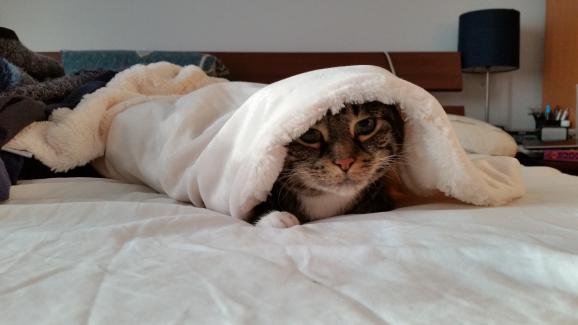Котката ми има ли нужда от одеяло