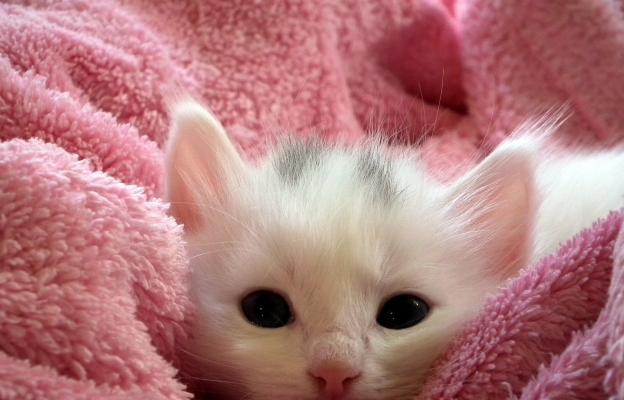 котка под одеяло