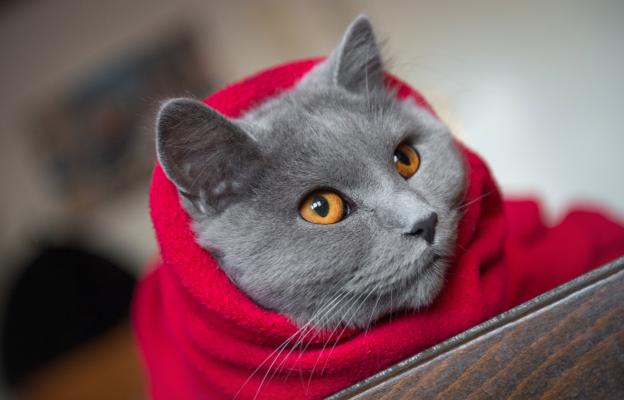 котка завита в одеяло