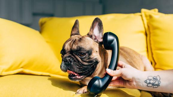 Разпознава ли кучето гласа ни по телефона