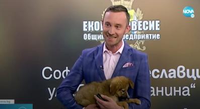 бездомно животно