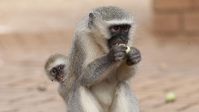 Маймуни са местните знаменитости край летище във Флорида
