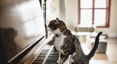 котка и музика