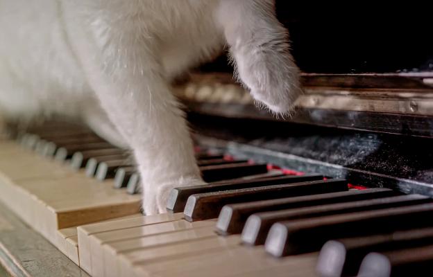 котка и клавиши