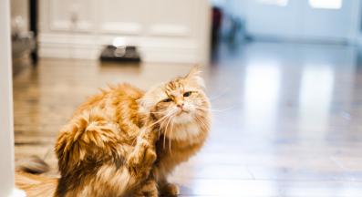 котка се чеше