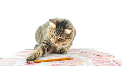 котка и числа