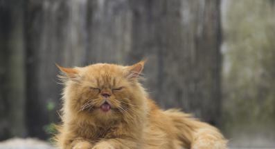 персийска котка