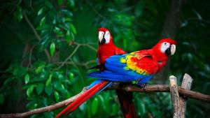 Папагалите са известни не само с високия си интелект но