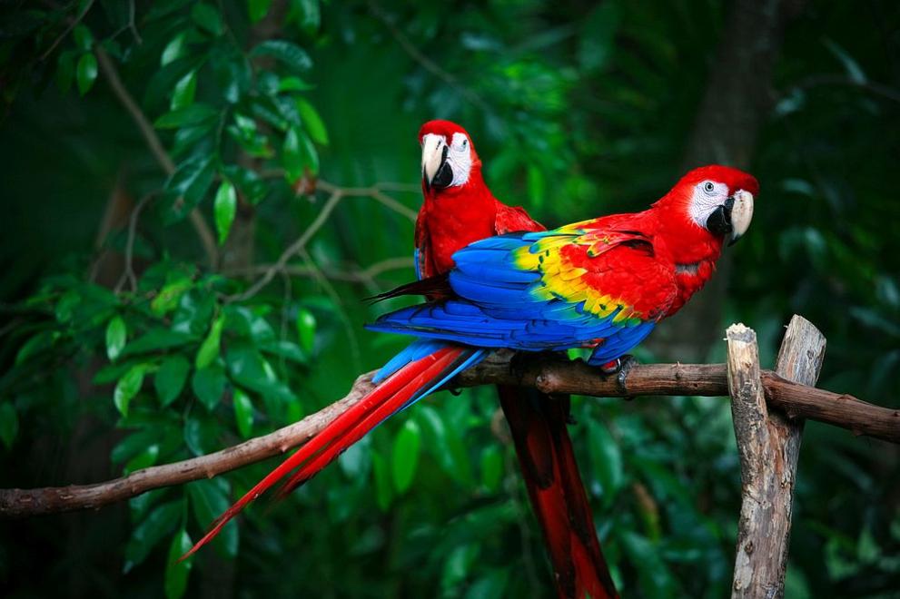 Папагалите са известни не само с високия си интелект, но