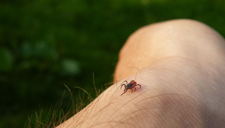кърлеж - БИОРИТЪМ: Кърлежът хапе без болка