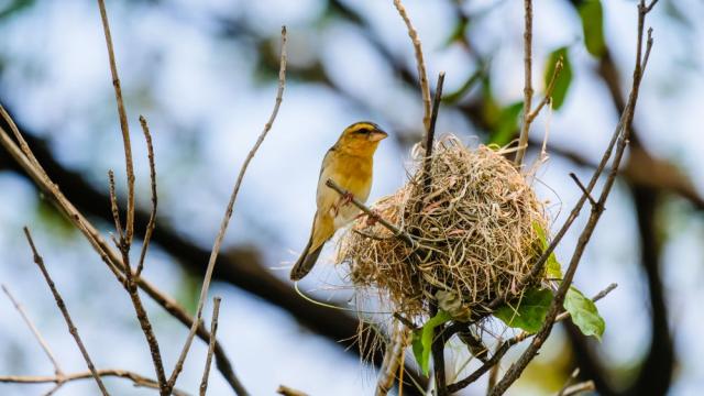 Птица, спасена от жена, сви гнездо в нейната коса (ВИДЕО)