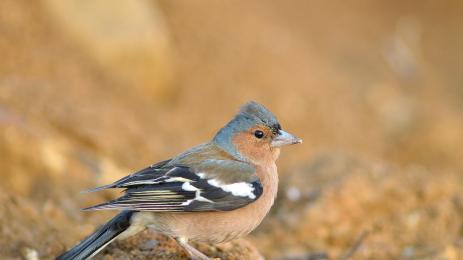 чинка птица