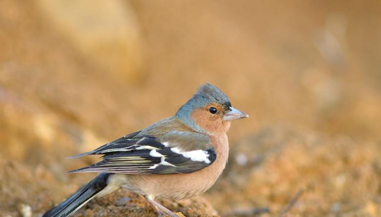 чинка птица - НЕЧУВНО: Птица сви гнездо в косата на жена (ВИДЕО)