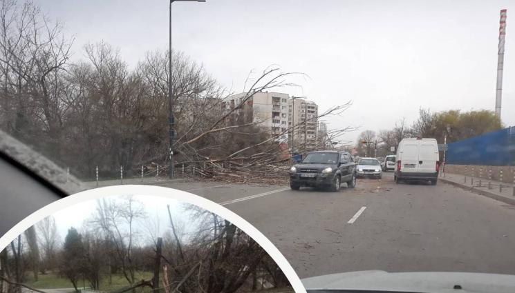 буря дървета - БУРЯТА: Огромен клон рани тежко мъж в София