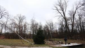 Над 120 сигнала за паднали клони дървета и ламарини са