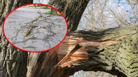 клони дървета паднали