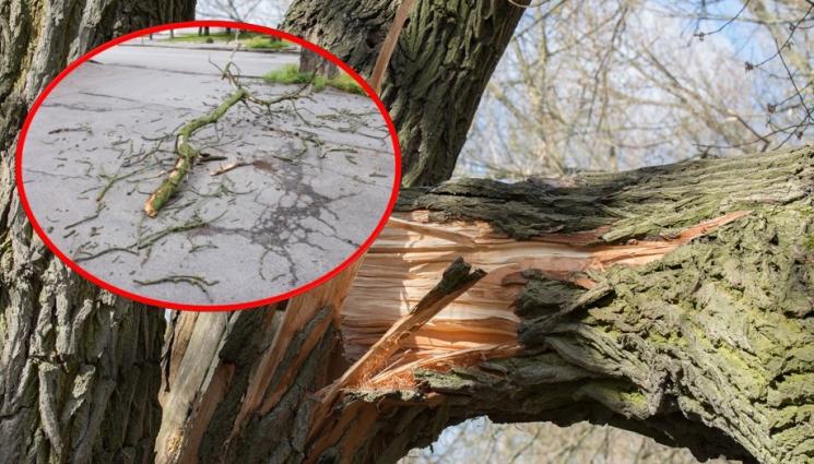 клони дървета паднали - СЛЕД УРАГАН КАЧУЛКА: Премахват опасните дървета в София