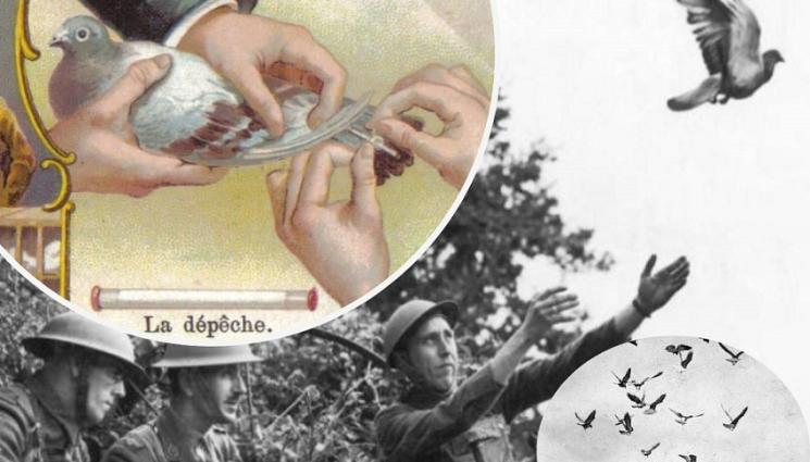 аа - Гълъбът на мира, нарисуван от Пикасо