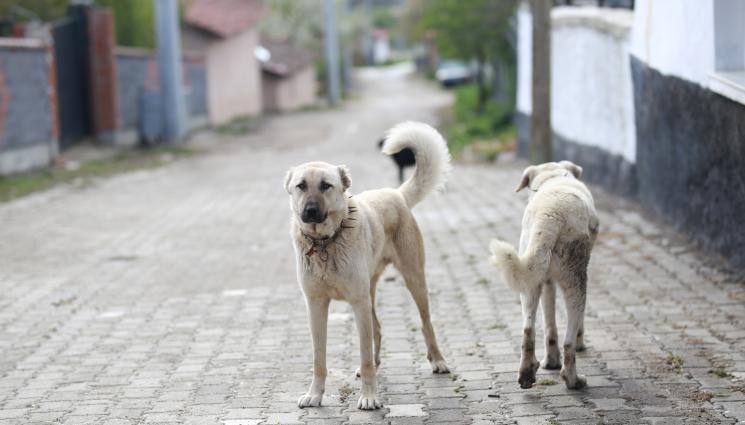 кангал - Кангали нахапаха перничанка