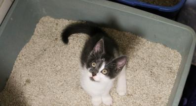 малко коте и тоалетна