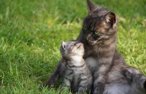 малки котета и майка