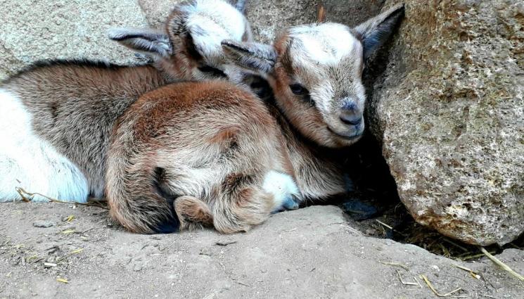 зоопарк - ПРОЛЕТЕН БЕЙБИ БУМ: Близнаци пълнят зоопарковете