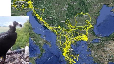 орлица Рига