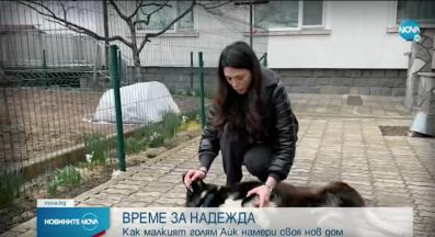 бездомни кучета