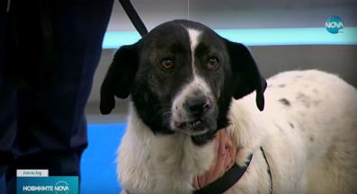 бездомни кучета