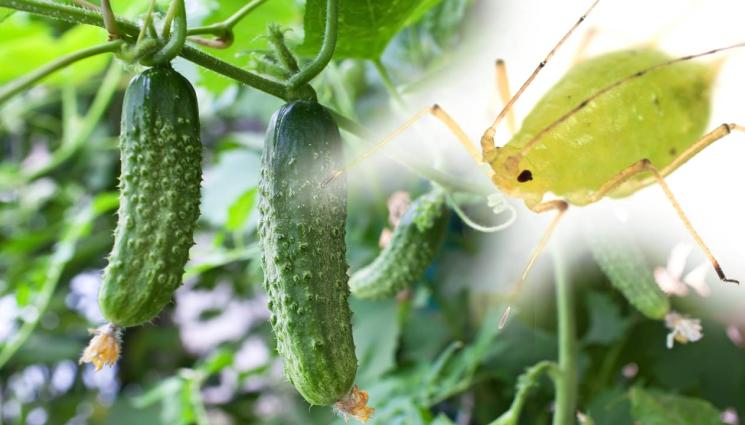 агро - Агро Телеграф: Номер едно неприятел на краставиците са листните въшки