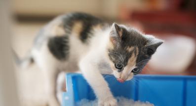 котка и котешка постелка