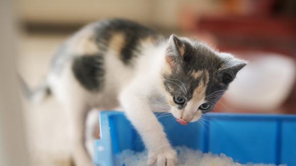 Защо някои котки ядат котешката си постелка и как да ги спрем
