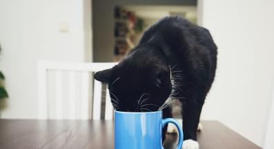 котка и чай