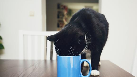 Токсичен ли е чаят за котките